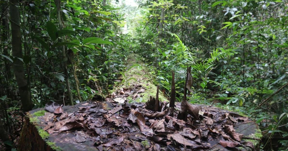 Liberia: Magna CEO Boasting of Impunity over Illegal Logging