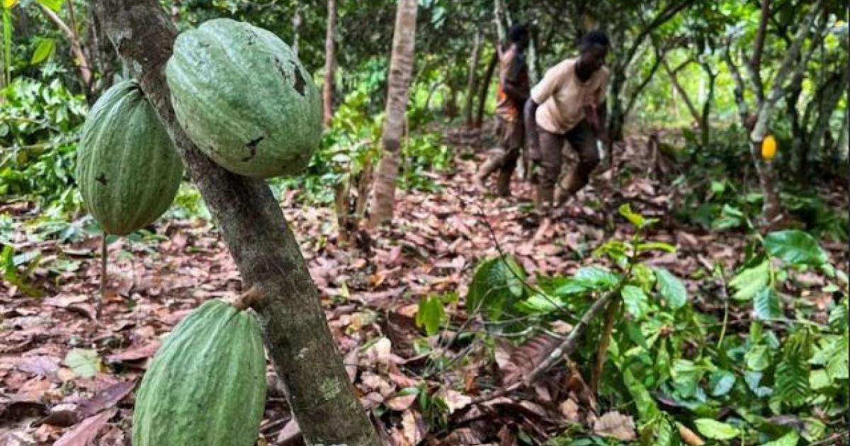 Ivory Coast Seizes 100 Tons of Cocoa at the Border with Guinea
