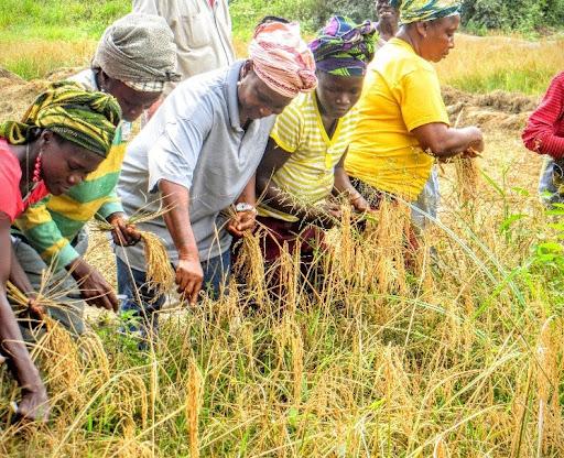 Flashback: Women farmers in Liberia harvest rice during the US$ 75 million USAID supported agriculture project.