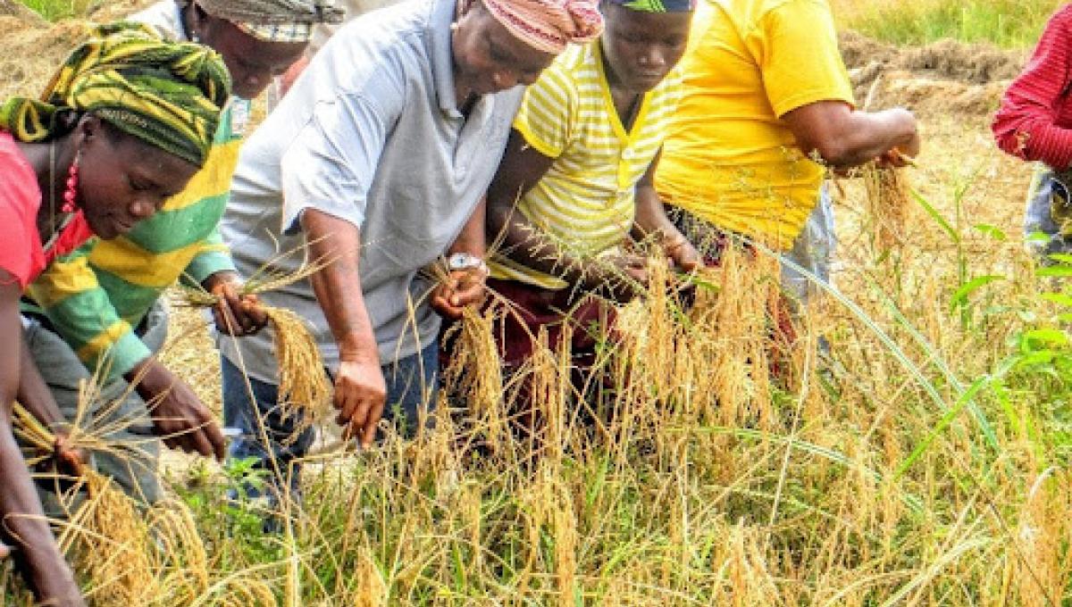 Flashback: Women farmers in Liberia harvest rice during the US$ 75 million USAID supported agriculture project.
